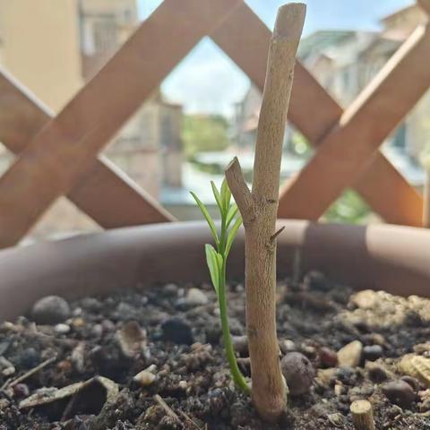 那株不明死活的佛手花发芽了