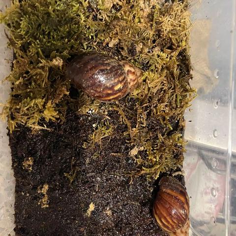 【毛露婕】白玉蜗牛🐌养殖记