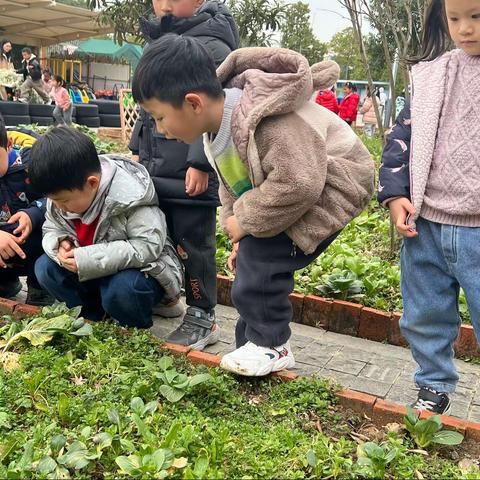 大青菜小青菜———尹山湖实验幼儿园中(8)班课程故事