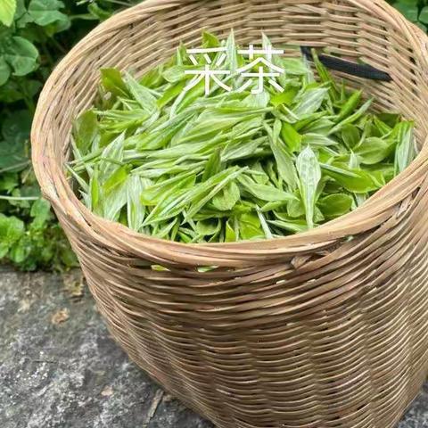 暑假德育活动总结（113王紫萱）