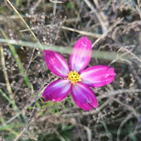 路边的野花🌸