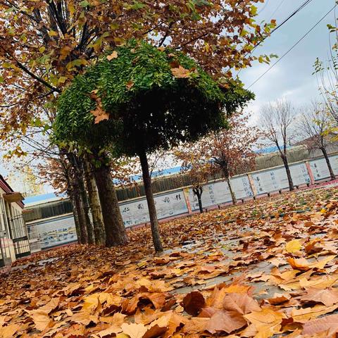冬雨落·花叶舞·兴合美———   兴合小学感受落叶“重生”之美