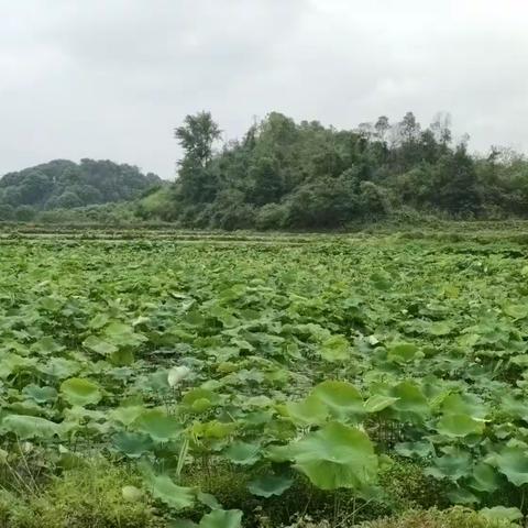 劳动益智，实训育人——渌江中学 2208班研学活动