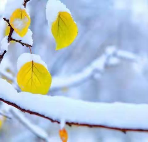 冬日齐扫雪，热情暖人心——丁庄街道实验幼儿园扫雪纪实