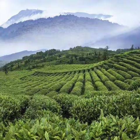 “明前茶”与“雨前茶”的区别！