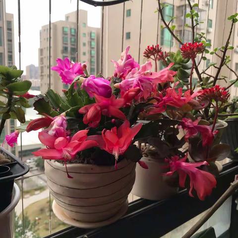 “小明星”第一届（三篇）