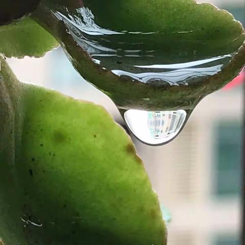 “小明星”第一届（四篇）