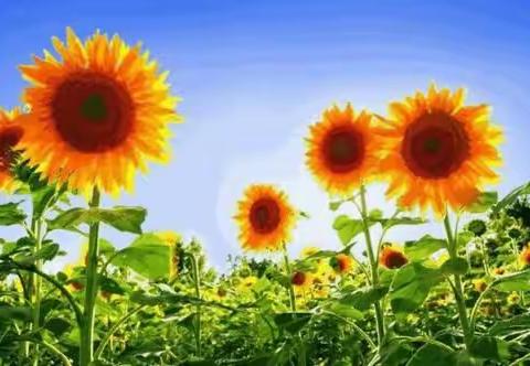 学生虐我千万遍 我待学生如初恋——师者父母心