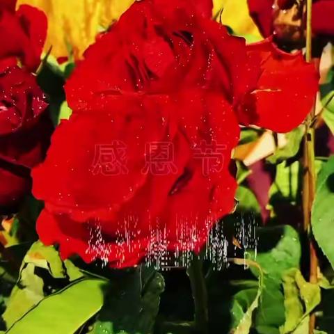 感恩身边每一位朋友，感恩节快乐