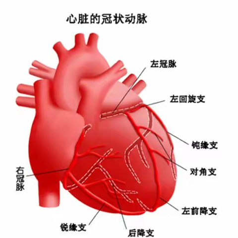 【科普小课堂】带您了解什么是冠脉造影