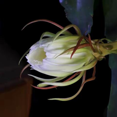 昙花一现 刹那永恒