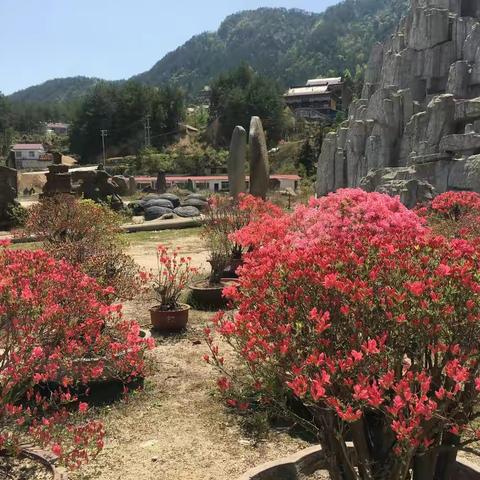 妈妈，送您一束金达莱