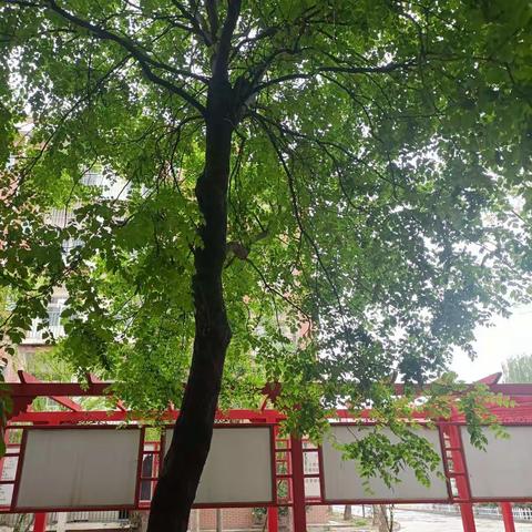 细雨连绵暮春到 雨生百谷夏将至‖谷雨