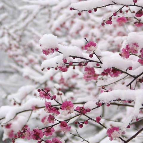 瑞雪兆丰年，扫雪保平安