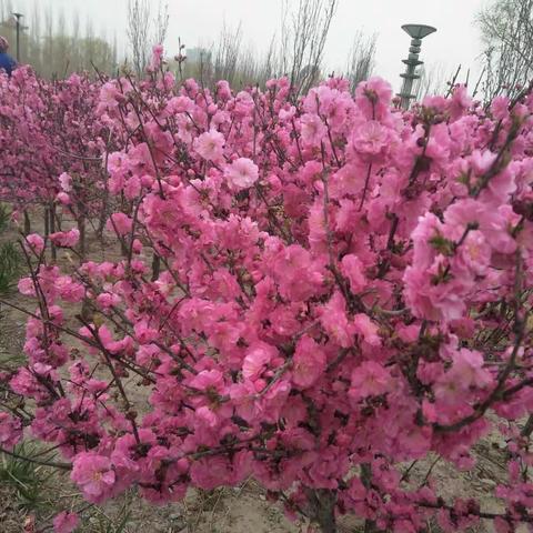 玉泽湖公园积极开展花卉繁育及栽植工作！