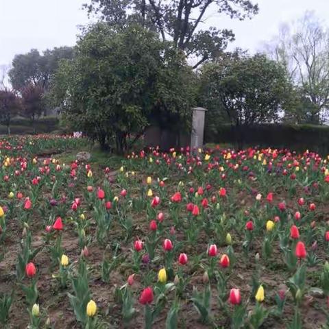 三八节：护花使者拍花--祝女神朋友们节日快乐！