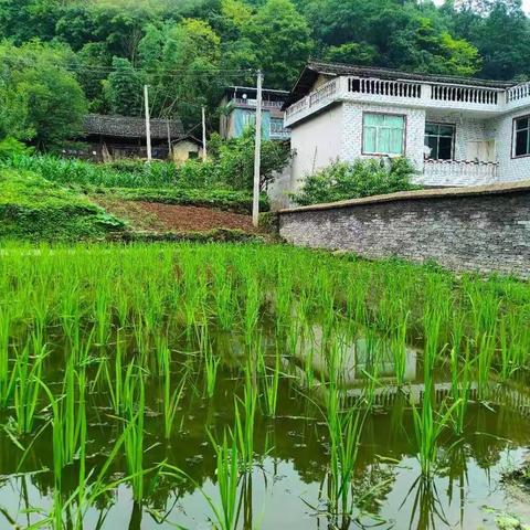 驻村第一书记的诗：《写给龙田土地》