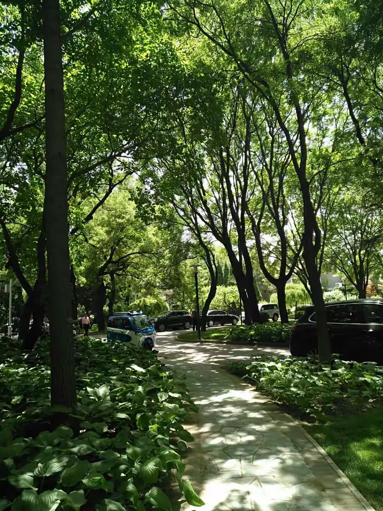 到处都是成林的绿树，酷夏学子们在绿荫下学习。