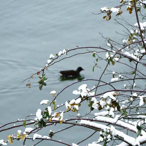 20201229雪后漫步