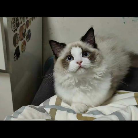 可爱的猫咪