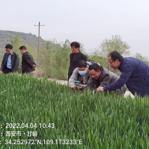 清明麦管正当时，田间支招防条锈