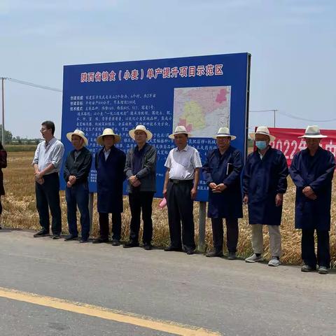 西安市“吨半田”小麦单产连创700公斤、800公斤新记录首次实现双突破