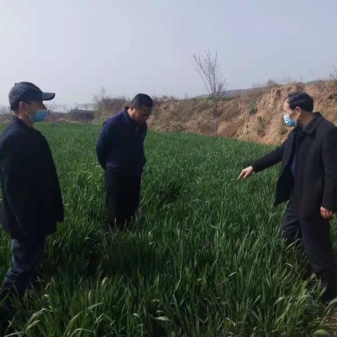 小麦春管技术服务正当时
