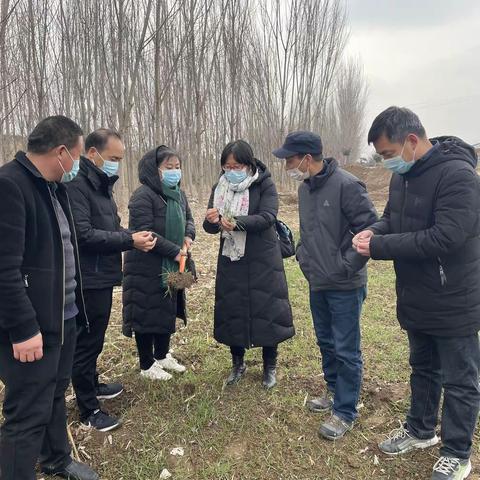 加强小麦早春田间管理，全面夯实夏粮丰产基础