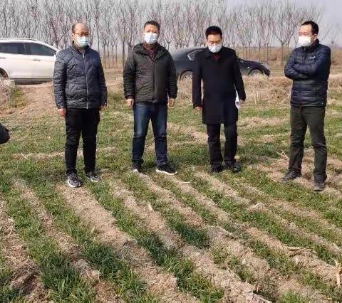 小麦春管时不我待，技术管理指导先行