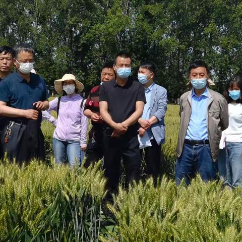 西安市农技中心组织开展2022年小麦绿色高质高效示范区观摩考核
