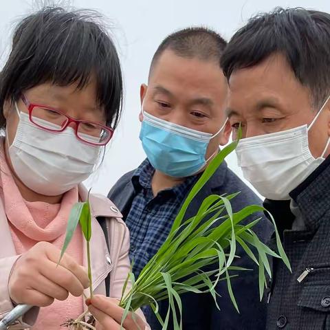 紧抓田间管理，奠定丰收基础