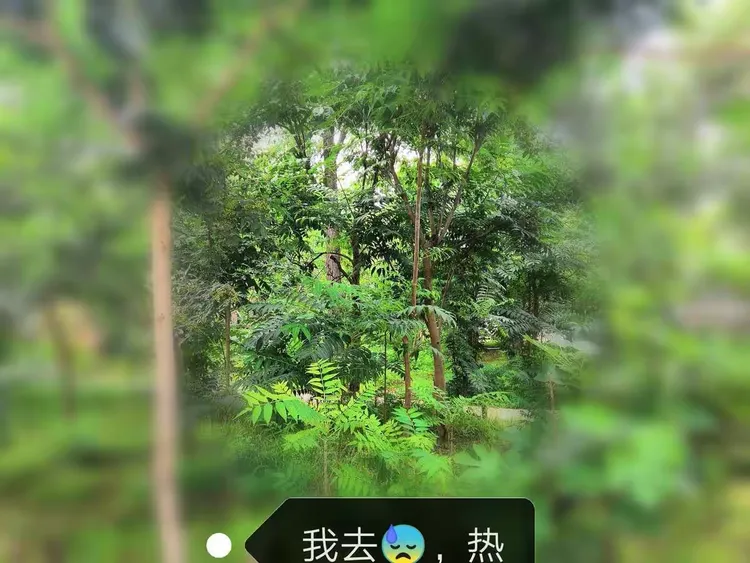 朝阳为什么那么热