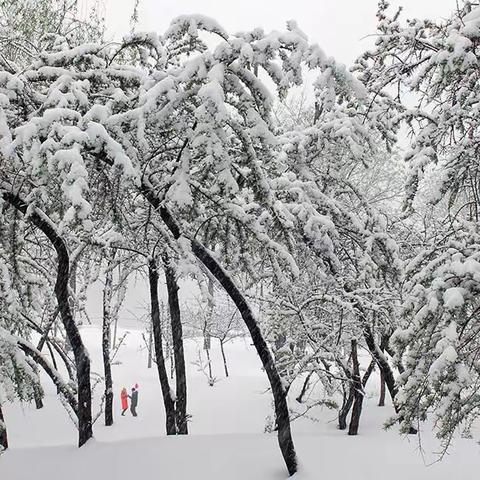 【老照片里寻梦】春雪