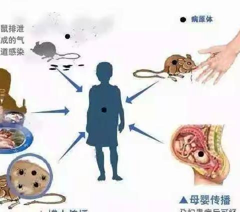 东港一小关于做好冬季灭鼠工作 预防流行性出血热知识宣传