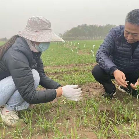 乡村振兴|河北：加强冬季田间管理 确保小麦安全越冬