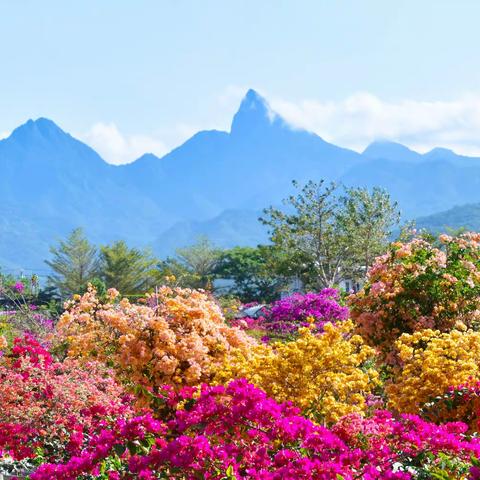 尖峰岭下醉花乡