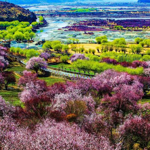 【凤凰户外旅行】2023年3月11日至2023年3月27日 林芝桃花/南迦巴瓦梵歌/川滇藏醉美桃花季17日自驾游（汽车团）