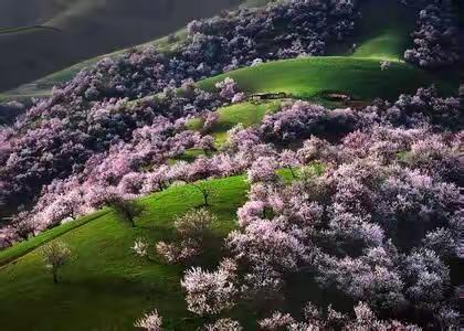 【凤凰户外旅行】3月18日至29日/帕米尔高原杏花/南疆春事休闲12日自由行（新疆汽车团）