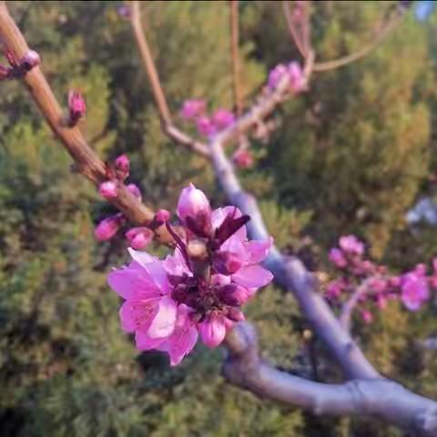 欣赏对偶佳句，领略汉语之美（描景状物篇）