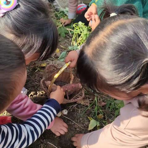 望直港镇獐狮荡幼儿园小班幼儿挖红薯实践活动