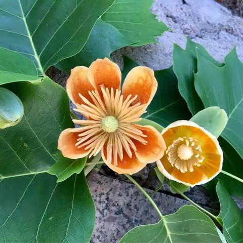 中国的郁金香树