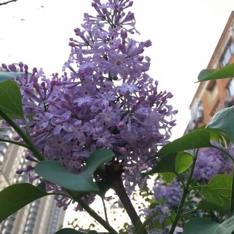 春天，我与丁香有个约会！