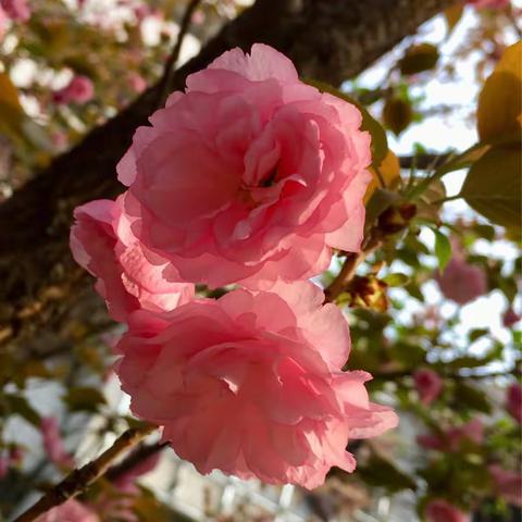 粉嘟嘟的樱花，为您开……