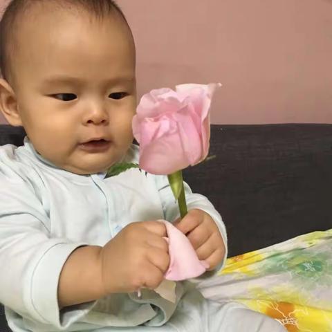 叮当的祝福——姥姥生日快乐🌺🌺🌺