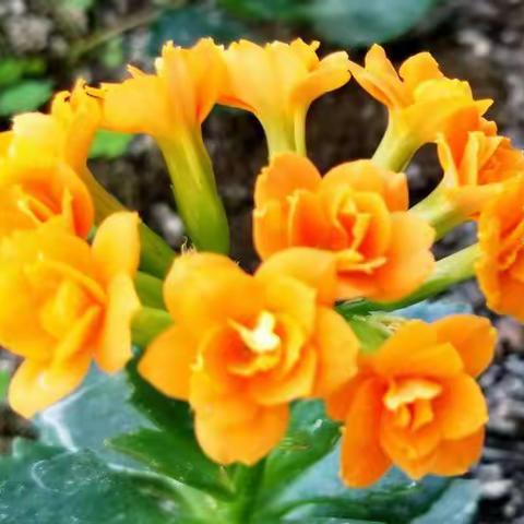 老爸养的花，开的灿烂。