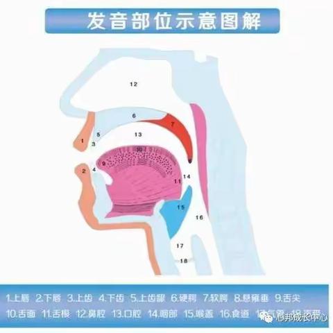 语言发育迟缓的孩子应该这样做构音训练！