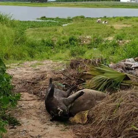 死猪乱扔，臭臭臭！