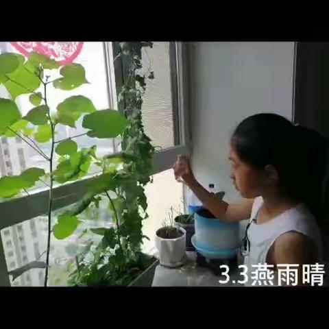 【二实小·活动篇】我的种植体验——三年级科学《植物的一生》(续)