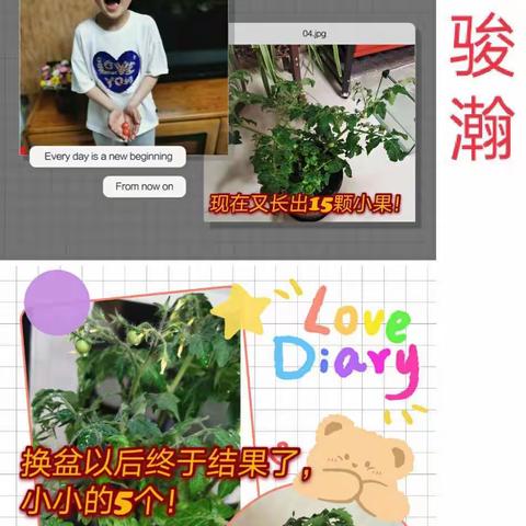 【二实小.活动篇】孩子们的西红柿种植体验——三年级科学《植物的一生》