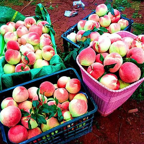 云南楚雄禄丰一平浪苗岭桃飘香令人“桃”醉，约吗？